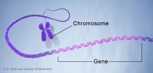 thyro geneinchromosome